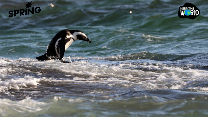 เพนกวินแอฟริกัน 6 แสนตัวอดตายหลังปลาซาร์ดีนลดเซ่นโลกร้อน