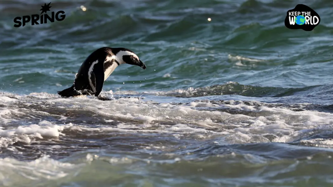 เพนกวินแอฟริกัน 6 แสนตัวอดตายหลังปลาซาร์ดีนลดเซ่นโลกร้อน เพนกวินแอฟริกัน 6 แสนตัวอดตายหลังปลาซาร์ดีนลดเซ่นโลกร้อน