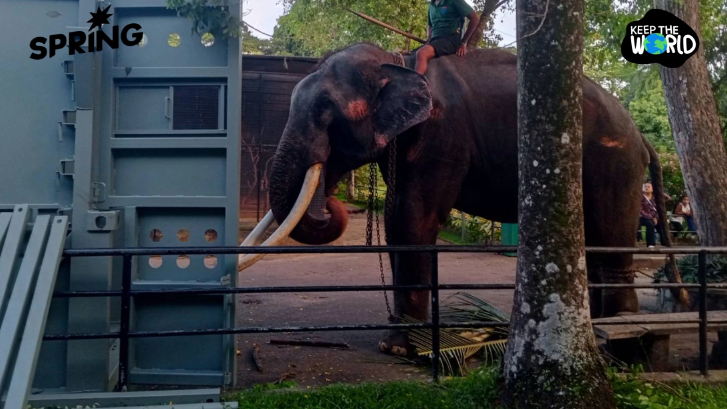 ทส. ยัน ‘ช้างไทยในศรีลังกา’ สุขภาพยังแข็งแรง วอนคนไทยคลายกังวล