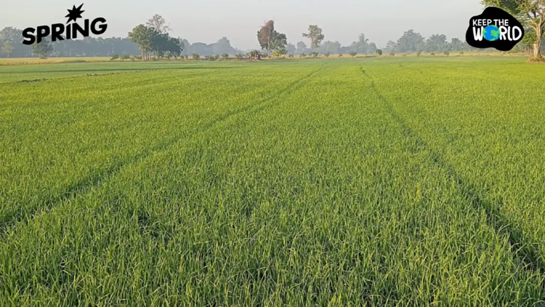 เตือนหนาวจัด! กระทบนาข้าว ระยะแตกกอขอาจเกิดโรคใบจุดสีน้ำตาลระบาด เตือนหนาวจัด! กระทบนาข้าว ระยะแตกกอขอาจเกิดโรคใบจุดสีน้ำตาลระบาด