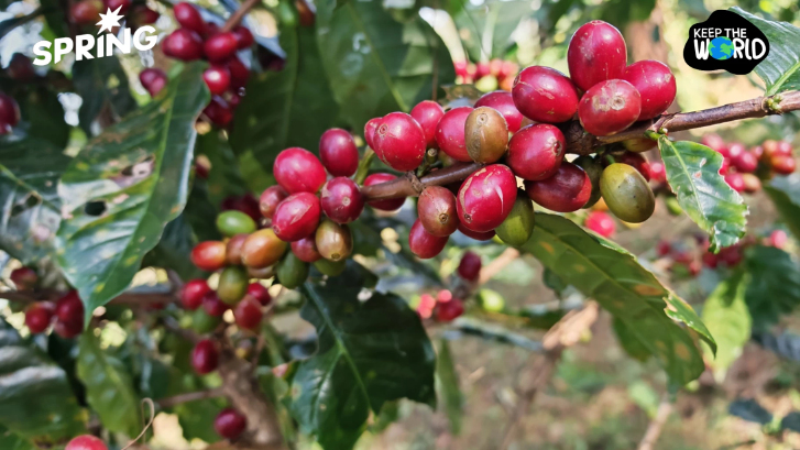 โลกร้อน! ทำกาแฟไทยระส่ำ ชาวสวนขยับพื้นที่ปลูกสูงขึ้นรับมือ