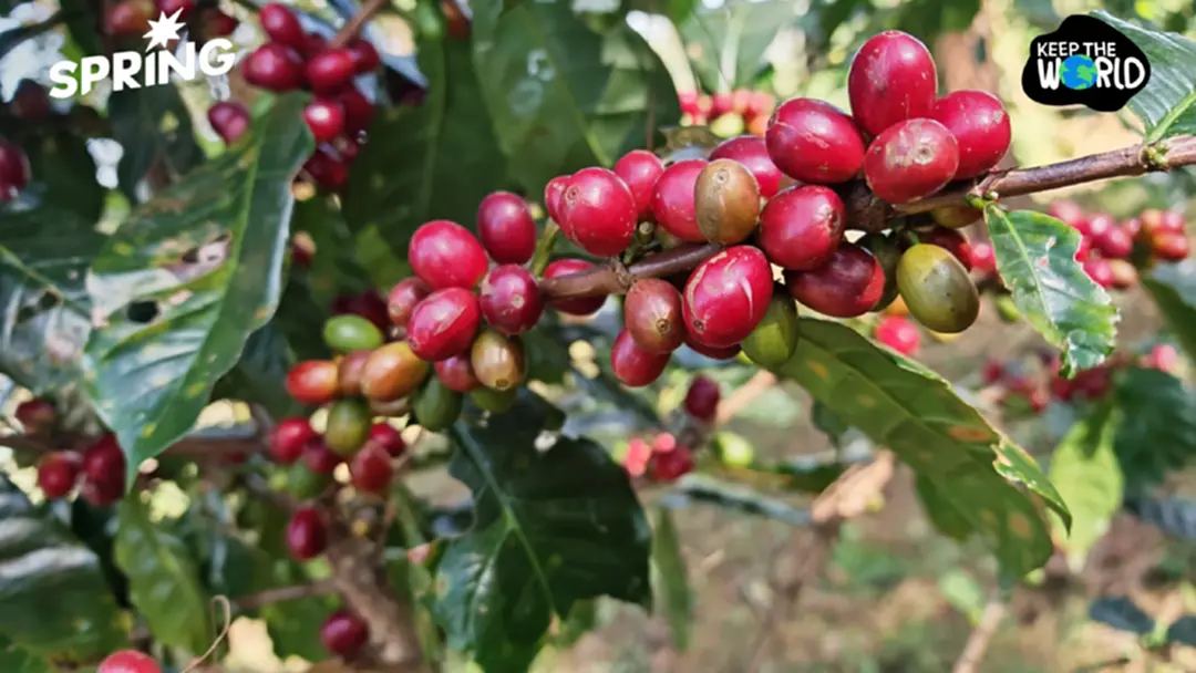 โลกร้อน! ทำกาแฟไทยระส่ำ ชาวสวนขยับพื้นที่ปลูกสูงขึ้นรับมือ โลกร้อน! ทำกาแฟไทยระส่ำ ชาวสวนขยับพื้นที่ปลูกสูงขึ้นรับมือ