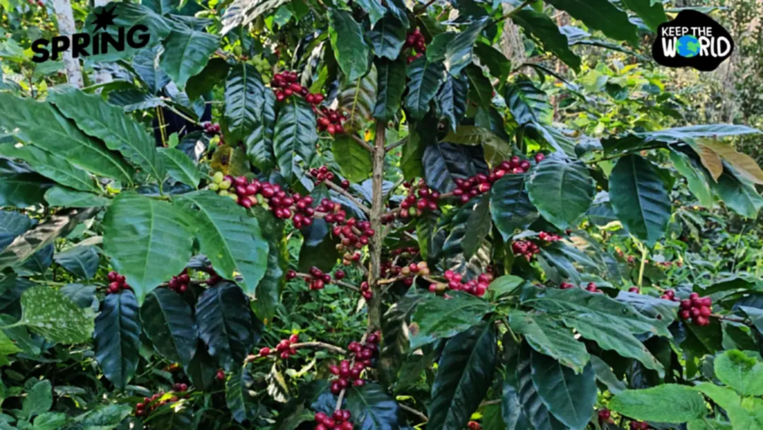 ส่องโมเดลกาแฟยั่งยืน ‘ปางขอน–ผาลั้ง’ จากดอยสู่เมือง สร้างอาชีพให้คนรุ่นใหม่ ส่องโมเดลกาแฟยั่งยืน ‘ปางขอน–ผาลั้ง’ จากดอยสู่เมือง สร้างอาชีพให้คนรุ่นใหม่