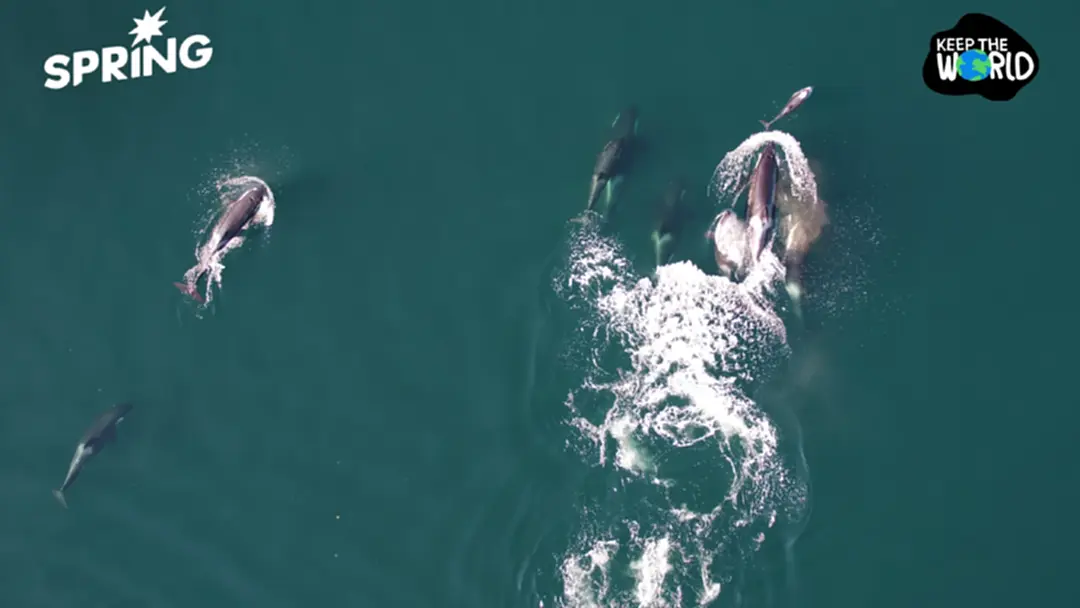 พบวาฬเพชฌฆาต - โลมา ช่วยกันล่าเหยื่อเป็นครั้งแรกของโลก พบวาฬเพชฌฆาต - โลมา ช่วยกันล่าเหยื่อเป็นครั้งแรกของโลก