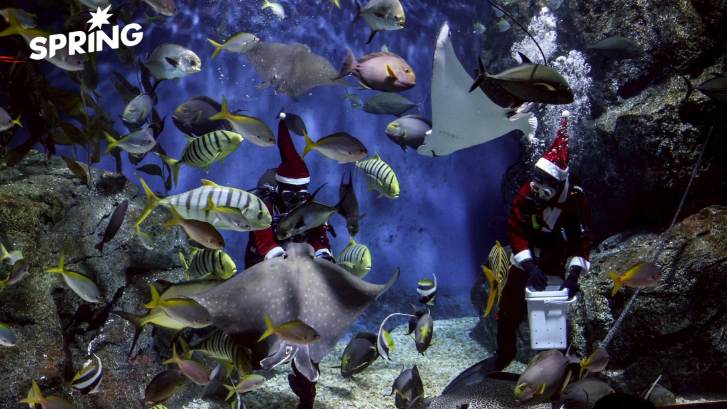 ชวนสัมผัส! “Santa Dive and Christmas Carol”  ณ SEA LIFE Bangkok
