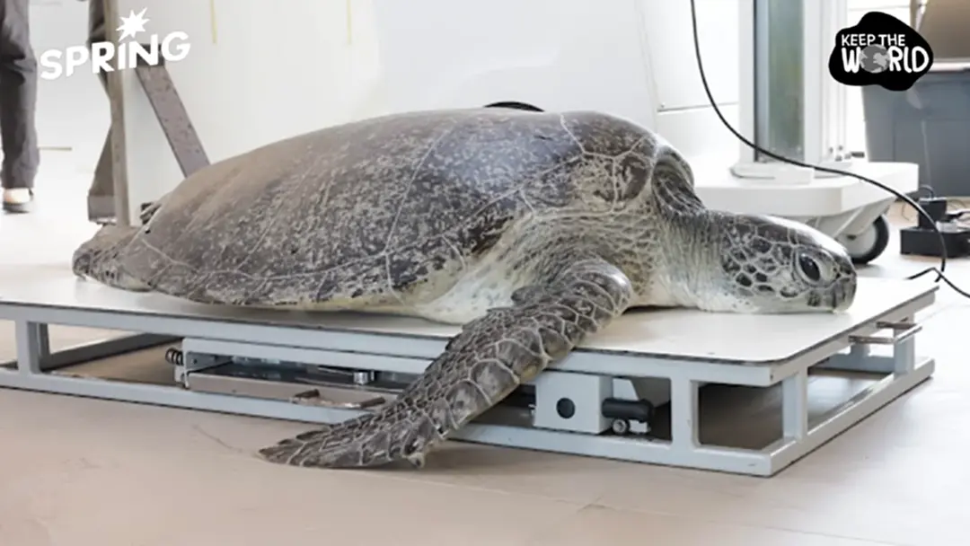 27 วันในท้องเต่าสิมิลัน กับ 'สายรัดข้อมือ' อาหารที่ถูกมนุษย์หยิบยื่นให้