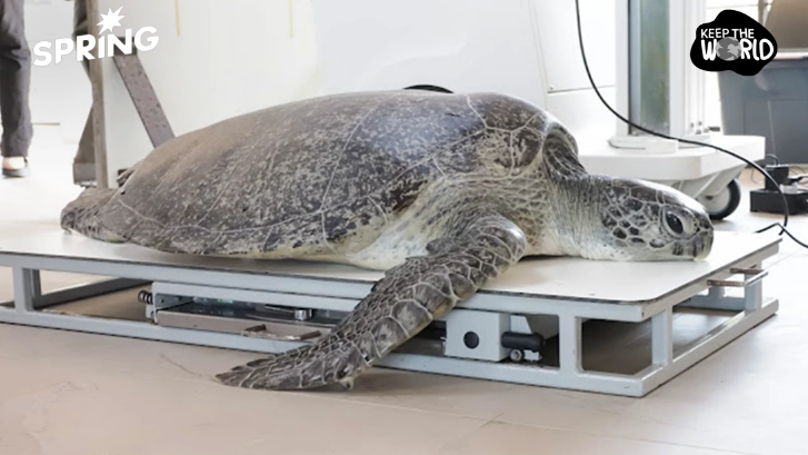 27 วันในท้องเต่าสิมิลัน กับ 'สายรัดข้อมือ' อาหารที่ถูกมนุษย์หยิบยื่นให้