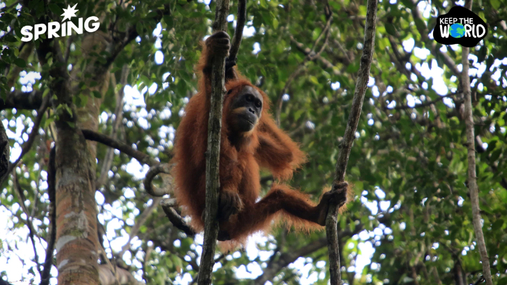 อุรังอุตังเสี่ยงสูญพันธุ์ หลังน้ำท่วมอินโดนีเซียทำลายป่า