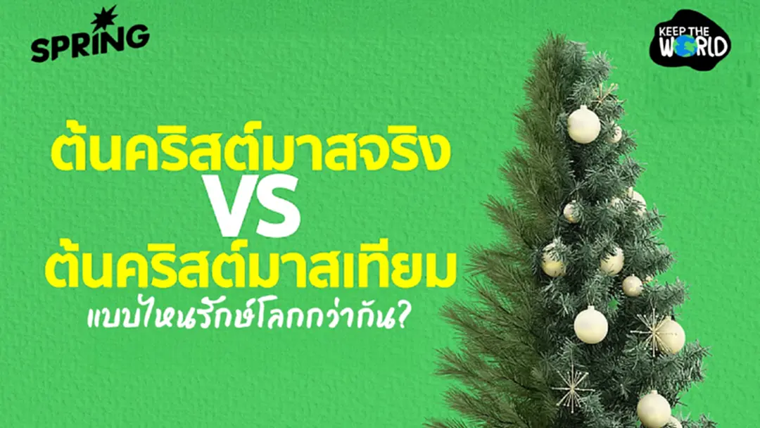 ต้นคริสต์มาสจริง vs ปลอม: ทางเลือกไหนรักษ์โลกกว่ากัน? ต้นคริสต์มาสจริง vs ปลอม: ทางเลือกไหนรักษ์โลกกว่ากัน?