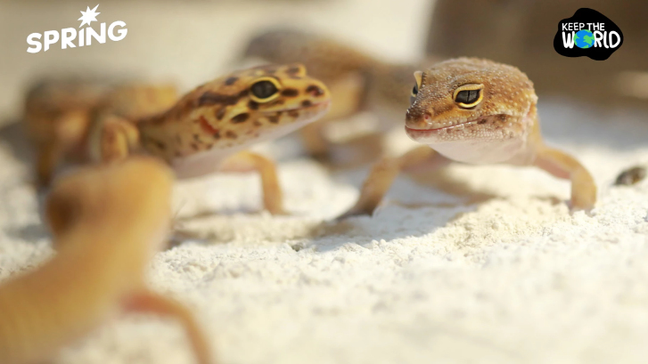 อุณหภูมิโลกที่ร้อนขึ้น ทำให้สัตว์เลื้อยคลานขาดแคลนเพศผู้