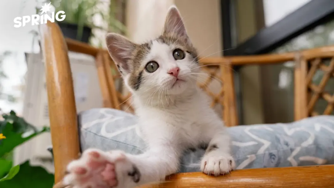 ผลวิจัยชี้ "แมว" ร้องเหมียวใส่ผู้ชายมากกว่าหญิง เพื่อเรียกร้องความสนใจ