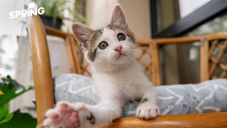 ผลวิจัยชี้ "แมว" ร้องเหมียวใส่ผู้ชายมากกว่าหญิง เพื่อเรียกร้องความสนใจ