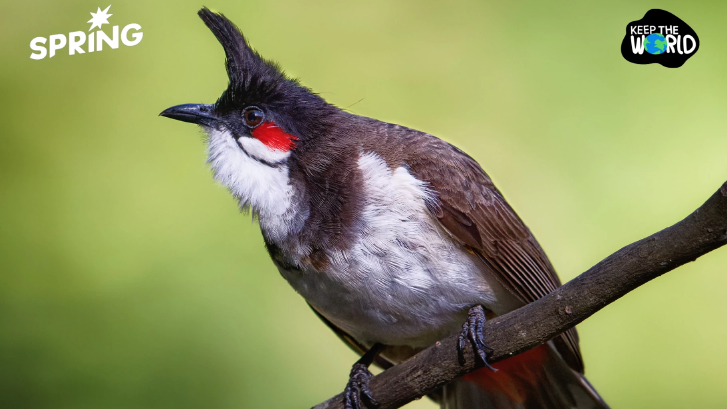 นกปรอดหัวโขน หลุดจากสัตว์ป่าคุ้มครองแล้ว เพาะเลี้ยงได้แต่มีเงื่อนไข