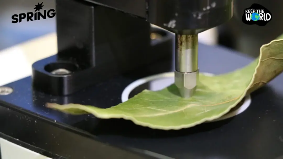 ระบบสแกนใบ รู้เวลาเก็บผลไม้ เทคนิคใหม่ไม่ต้องเด็ดมาตรวจให้เสียของ