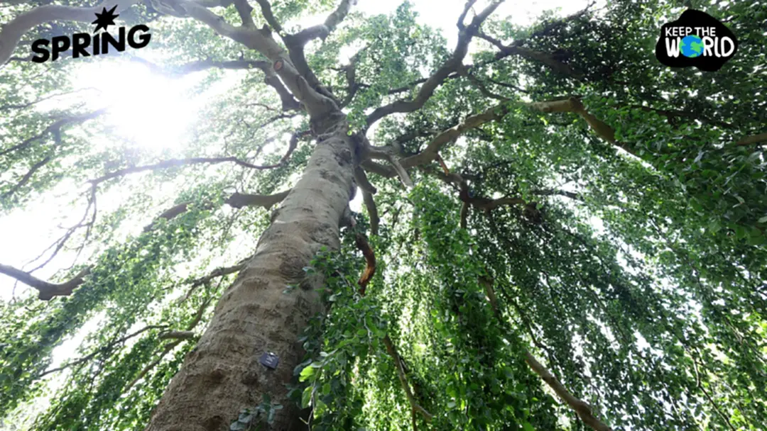 ความผิดปกติของต้นไม้ อาจเตือนถึงภัยพิบัติ เช่น 'ภูเขาไฟระเบิด' ความผิดปกติของต้นไม้ อาจเตือนถึงภัยพิบัติ เช่น 'ภูเขาไฟระเบิด'