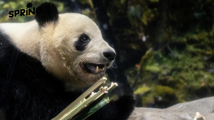 ลาแพนด้าคู่สุดท้าย! ญี่ปุ่นส่งคืนจีนแล้ว หลังความขัดแย้ง 'ไต้หวัน' ทำพิษ