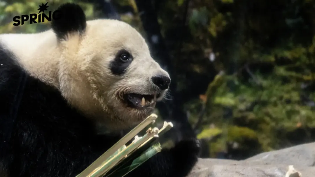 ลาแพนด้าคู่สุดท้าย! ญี่ปุ่นส่งคืนจีนแล้ว หลังความขัดแย้ง 'ไต้หวัน' ทำพิษ ลาแพนด้าคู่สุดท้าย! ญี่ปุ่นส่งคืนจีนแล้ว หลังความขัดแย้ง 'ไต้หวัน' ทำพิษ