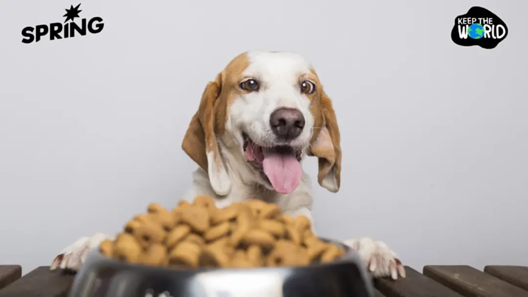 มื้ออาหารสุนัข ทำโลกร้อนมากกว่าที่คิด เรื่องใกล้ตัวที่ส่งผลต่อสภาพภูมิอากาศ