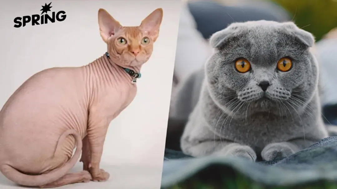 'แมวหูพับ-แมวไร้ขน' ถูกแบนในเนเธอร์แลนด์ เพื่อยุติความทรมานของสัตว์