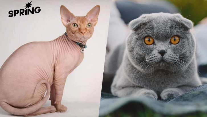 'แมวหูพับ-แมวไร้ขน' ถูกแบนในเนเธอร์แลนด์ เพื่อยุติความทรมานของสัตว์