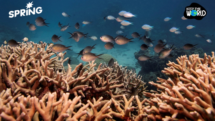 ‘แนวปะการัง’ อาวุธลับ ความมั่นคงทางอาหารโลก อาจช่วยเพิ่มหลายล้านมื้อ/ปี