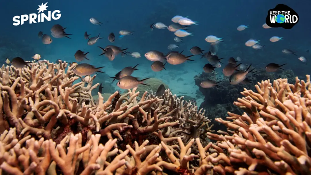 ‘แนวปะการัง’ อาวุธลับ ความมั่นคงทางอาหารโลก อาจช่วยเพิ่มหลายล้านมื้อ/ปี ‘แนวปะการัง’ อาวุธลับ ความมั่นคงทางอาหารโลก อาจช่วยเพิ่มหลายล้านมื้อ/ปี