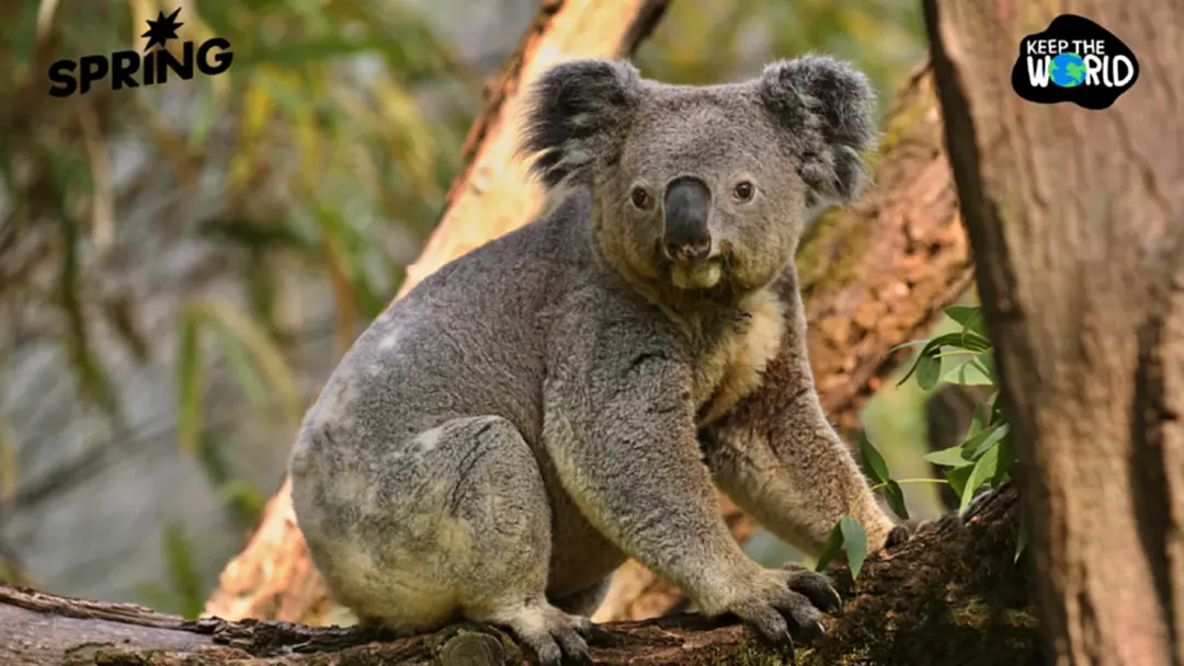 นิสัยเลือกกินโคอาลา ทำป่าออสเตรเลียพัง บทเรียนจากประชากรสัตว์ที่เกินขีดจำกัดธรรมชาติ