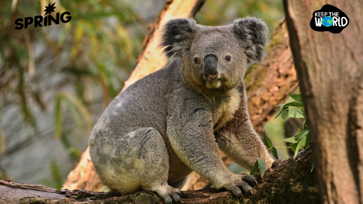 นิสัยเลือกกินโคอาลา ทำป่าออสเตรเลียพัง บทเรียนจากประชากรสัตว์ที่เกินขีดจำกัดธรรมชาติ