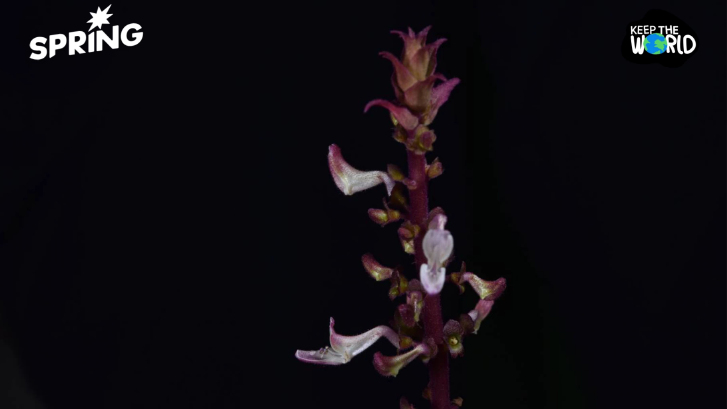 ค้นพบ "หูเสือใบขน" พรรณไม้หายากที่หายไปกว่า 130 ปี ที่อ่าวพังงา