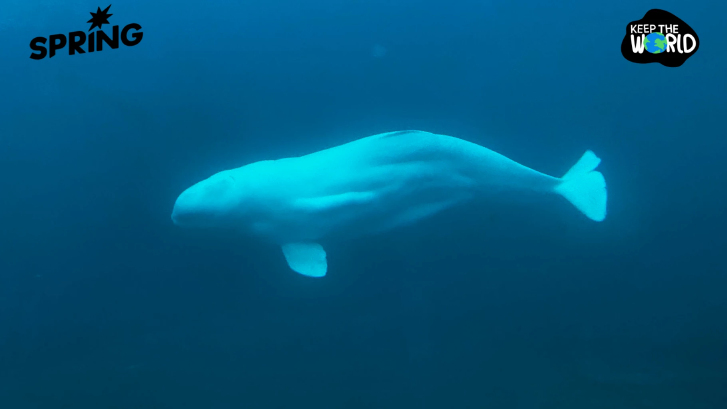 วาฬเบลูการอดแล้ว หลังถูกสวนสนุกขู่การุณยฆาตแลกเงินทุนรัฐ