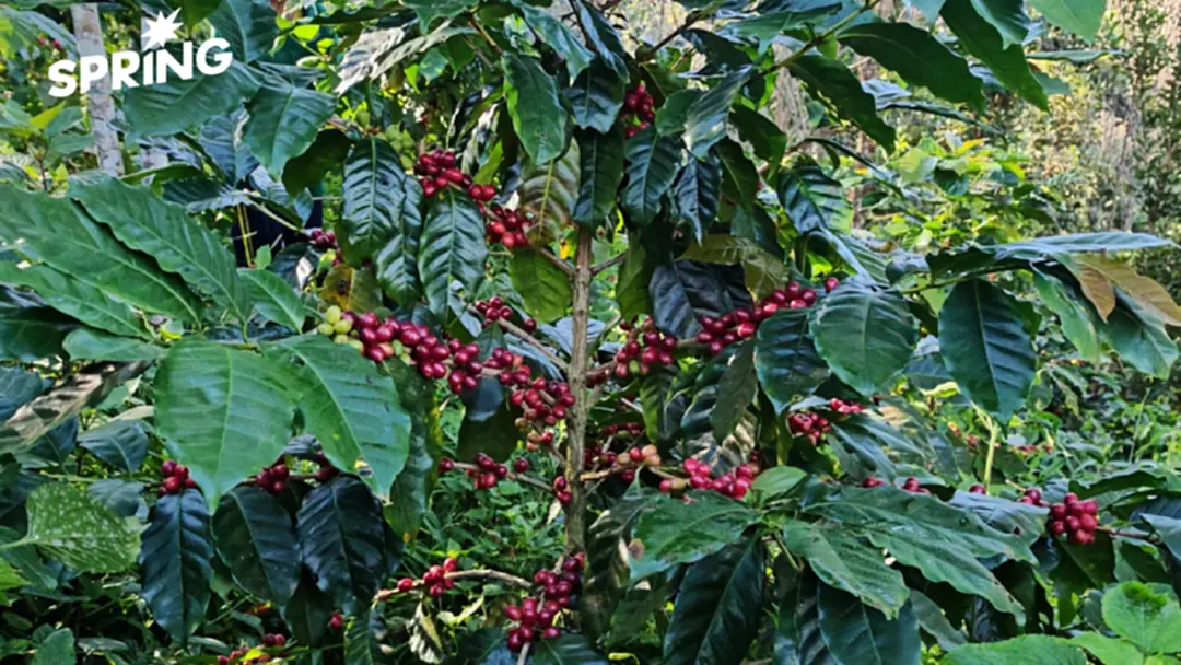 ‘กาแฟน่าน’ คว้าแชมป์ กาแฟ GI ไทย เปิดสถิติ 8 จังหวัดโกยเฉียด 1.5 พันล้าน ‘กาแฟน่าน’ คว้าแชมป์ กาแฟ GI ไทย เปิดสถิติ 8 จังหวัดโกยเฉียด 1.5 พันล้าน