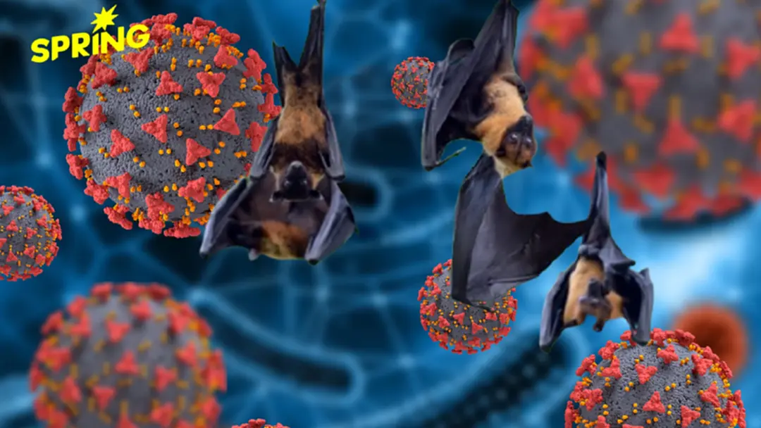 'ไวรัสนิปาห์' คืออะไร โรคติดต่อจากสัตว์สู่คน สรุปอาการ ควรป้องกันตัวยังไง