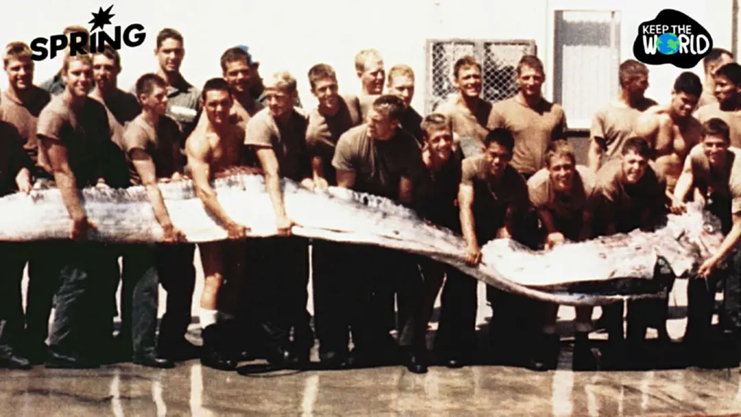 ปลาออร์ฟิชขึ้นฝั่ง สัญญาณแผ่นดินไหวจริงไหม? หรือเป็นความเชื่อที่ยังไม่มีหลักฐานยืนยัน