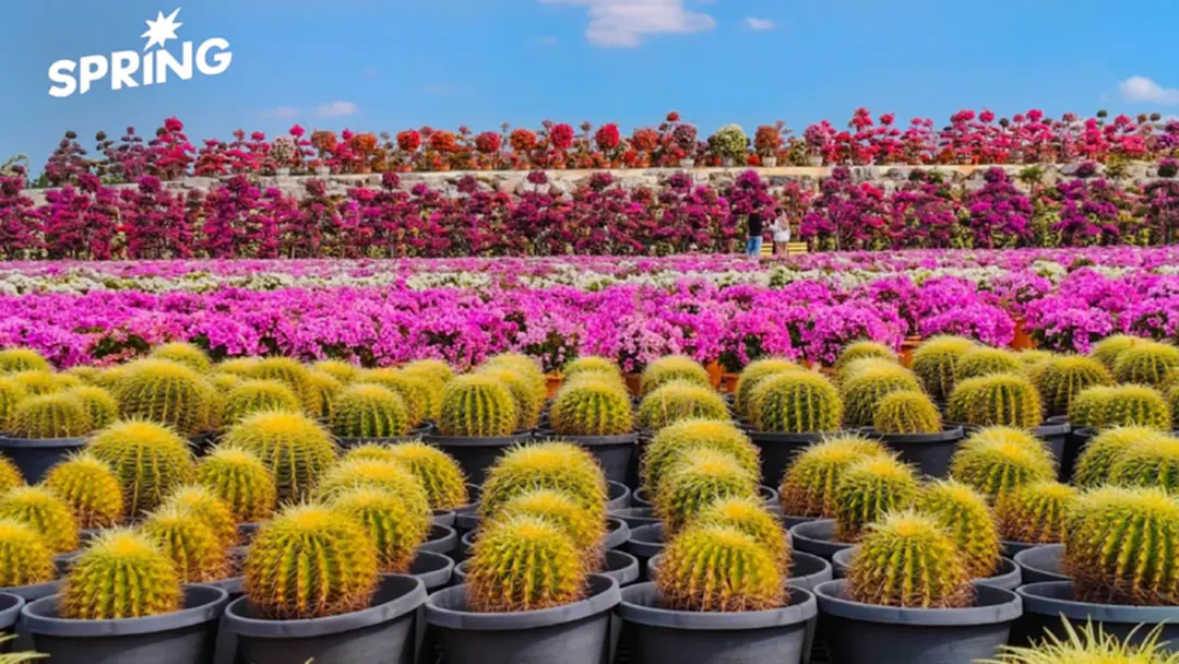 สวนนงนุชพัทยา มอบของขวัญปีใหม่ 2569 ชวนสัมผัสทะเลดอกไม้บานสะพรั่งทั่วทั้งสวน