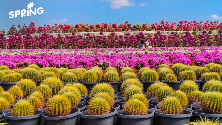สวนนงนุชพัทยา มอบของขวัญปีใหม่ 2569 ชวนสัมผัสทะเลดอกไม้บานสะพรั่งทั่วทั้งสวน