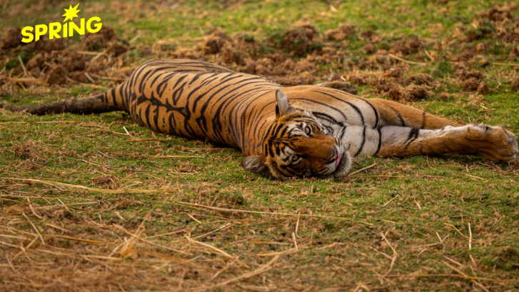 'ปศุสัตว์'คลี่ปม 'เสือโคร่ง' แม่ริมป่วยตาย ยืนยันพบติดเชื้อร่วม CDV–Mycoplasma ไม่กระทบคน