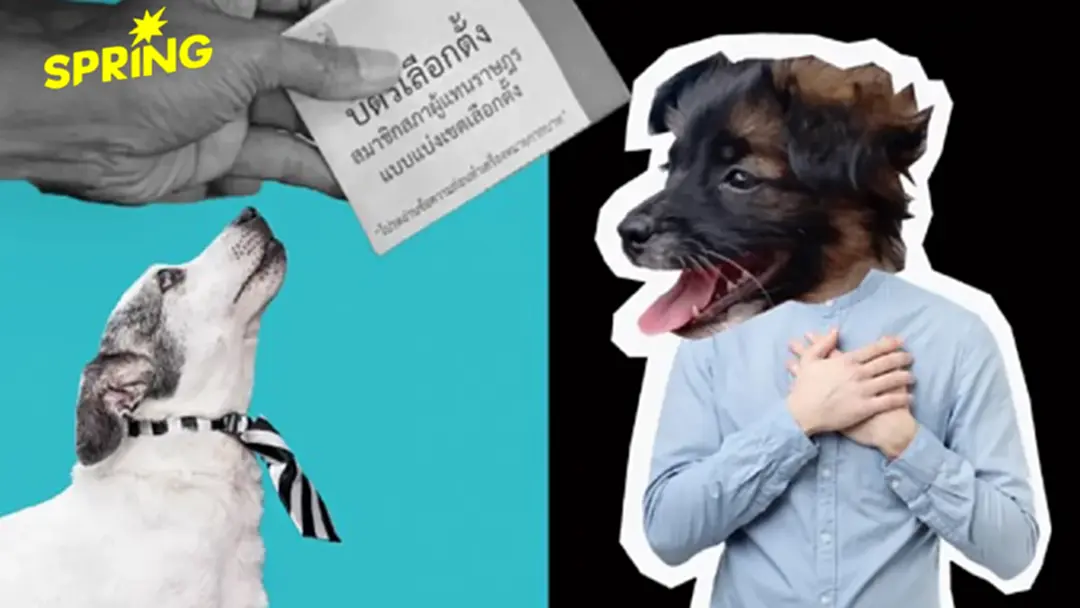 คืนหมาหอน คืออะไร ? อธิบายศัพท์การเมือง เลือกตั้ง 2569 ยังซื้อเสียงขายสิทธิ์อยู่ไหม