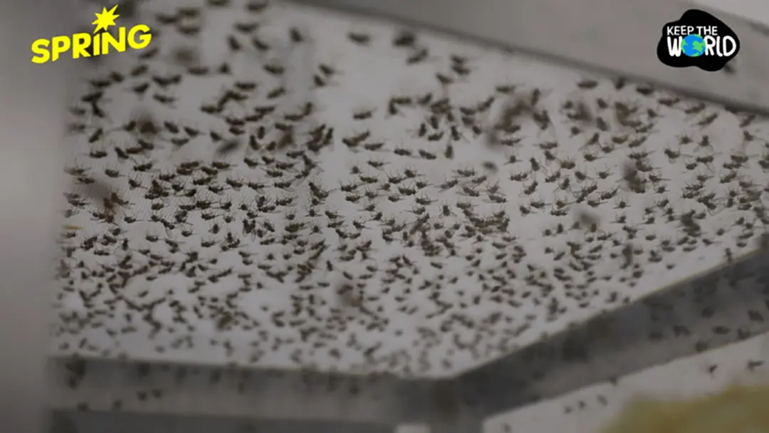 ป่าหาย ยุงเปลี่ยนเป้า! หันมาดูดเลือดคนมากขึ้นหลังพื้นที่ป่าลด เสี่ยงโรคระบาดพุ่ง