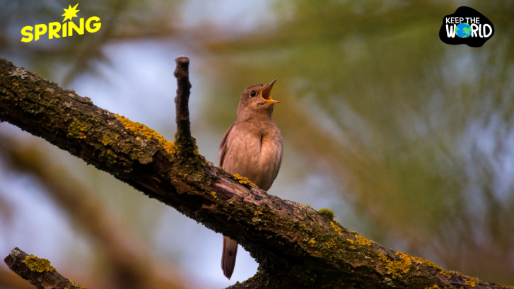 เสียงนกร้อง ยาบำบัด 0 บาท วิจัยชี้แค่ตั้งใจฟังก็ลดความเครียดได้