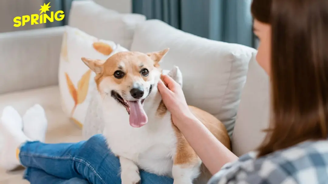 วิธีโอบกอดหัวใจ ทำอย่างไรในวันที่สัตว์เลี้ยงของเราต้องกลับดาว