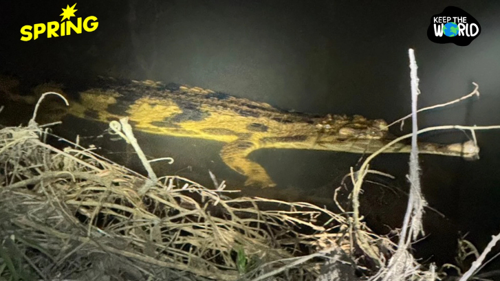 ครั้งแรกของไทย พบ 'ตะโขง' ในธรรมชาติ อ.ตากใบ จ.นราธิวาส