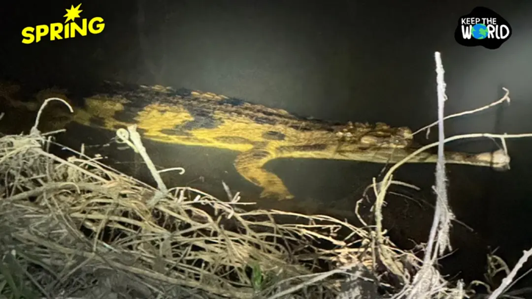 ครั้งแรกของไทย พบ 'ตะโขง' ในธรรมชาติ อ.ตากใบ จ.นราธิวาส ครั้งแรกของไทย พบ 'ตะโขง' ในธรรมชาติ อ.ตากใบ จ.นราธิวาส