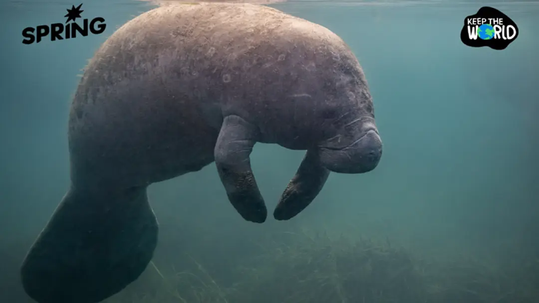 พบพะยูนตาย 25 ตัว ภายใน 1 สัปดาห์ เกิดอะไรขึ้นกับแม่น้ำในฟลอริดา