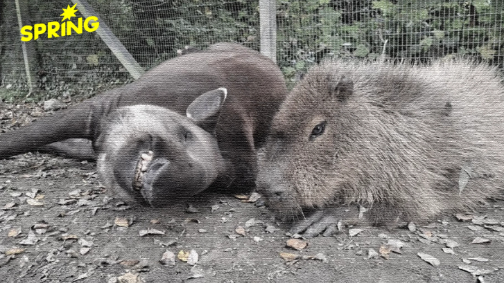 มิตรภาพจนวันตาย! 'สมเสร็จ-คาปิบารา' คู่หูต่างสายพันธุ์ ถูกการุณยฆาตพร้อมกัน