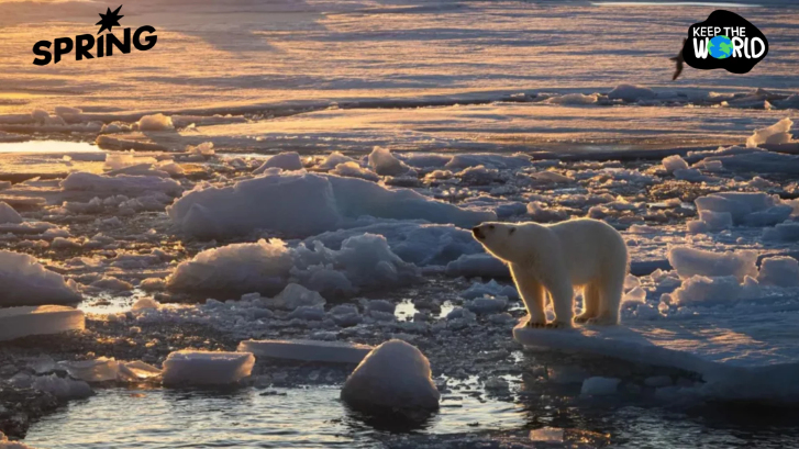 หมีขั้วโลกนอร์เวย์ปรับตัว! สู้น้ำแข็งละลาย-โลกร้อน อ้วน-สุขภาพดีขึ้น แต่อาจแค่ระยะสั้น