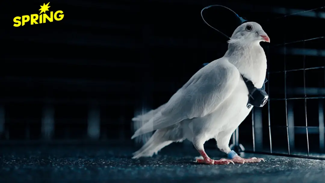 สตาร์ทอัพรัสเซีย 'แฮ็ก' สมองนกพิราบ เปลี่ยนเป็นโดรนมีชีวิต