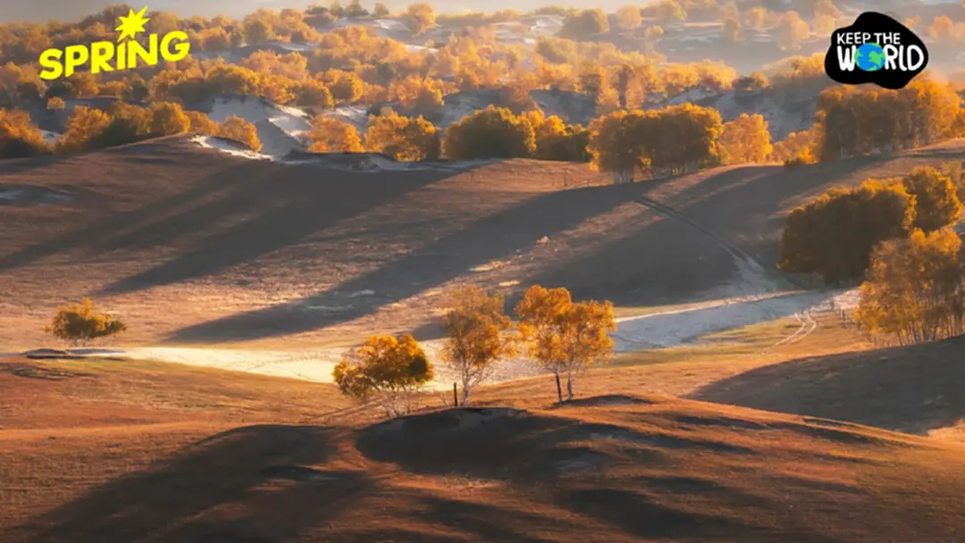 จีนทำสำเร็จ ปลูกต้นไม้จนเปลี่ยนทะเลทรายเป็นแหล่งดูดซับคาร์บอน