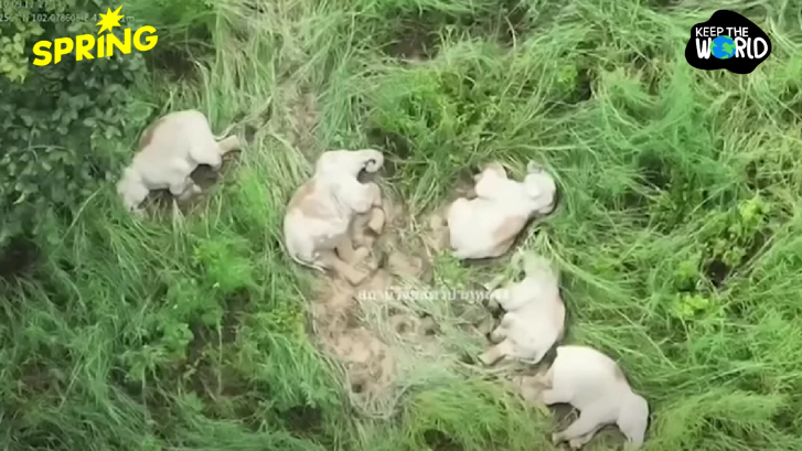 กรมอุทยานฯแจง 'สีดอหูพับ' เสียชีวิตขณะเคลื่อนย้าย คาดสำลักอาหาร