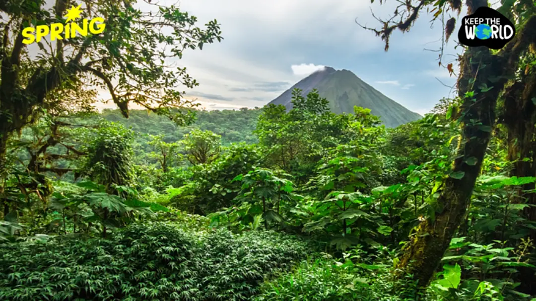 คอสตาริกาสวนกระแสโลก ลดการตัดไม้ ฟื้นฟูป่าฝนได้สำเร็จ