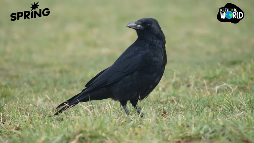 อีกาเก็บขยะสวีเดน โปรเจกต์ล้ำที่ต้องจบลงเพราะขัดจริยธรรม